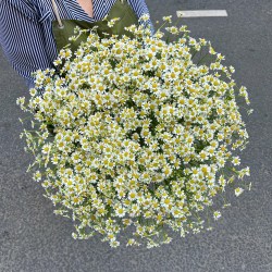 Ромашки (Matricaria )